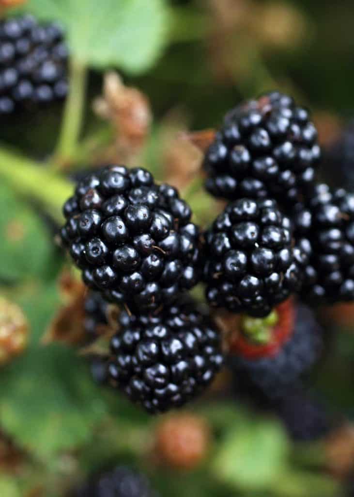 how to tell if blackberries are bad